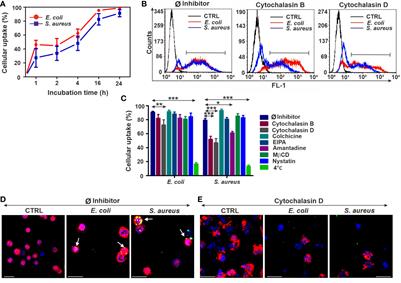 Bacterial Engulfment Mechanism Is Strongly Conserved in Evolution Between Earthworm and Human Immune Cells